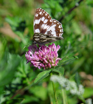 Melanargia galathea the marbled white butterfly on red clover blossom
