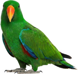Male green eclectus parrot profile on black. © Susanto