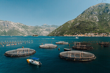 Floating fish farm cages on the calm waters of Kotor Bay during summer. Coastal aquaculture surrounded by mountains and historic shoreline © Ekaterina