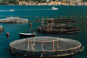 Floating fish farm cages on the calm waters of Kotor Bay during summer. Coastal aquaculture surrounded by mountains and historic shoreline © Ekaterina