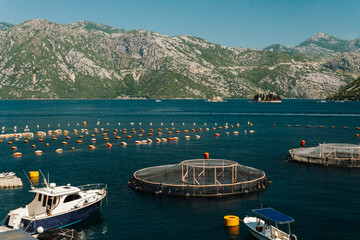 Floating fish farm cages on the calm waters of Kotor Bay during summer. Coastal aquaculture surrounded by mountains and historic shoreline © Ekaterina