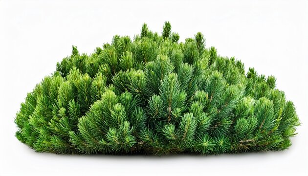 evergreen shrub plant with dense needle foliage isolated on white background
