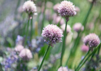 Obraz premium Natural flower plant. Flora nature. Bright blooming flower in nature. Chives flower. Flowering nature closeup. Macro of flowering chives plant. Purple exotic chives flower. Allium schoenoprasum