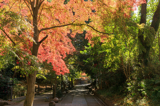 京都宇治の紅葉　さわらびの道