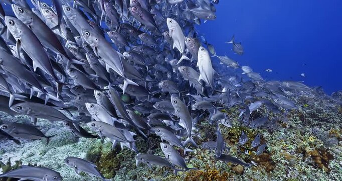A large school of jack fish swims above a tropical coral reef in clear blue water. The footage captures marine biodiversity, fish behavior, and underwater ocean scenery.