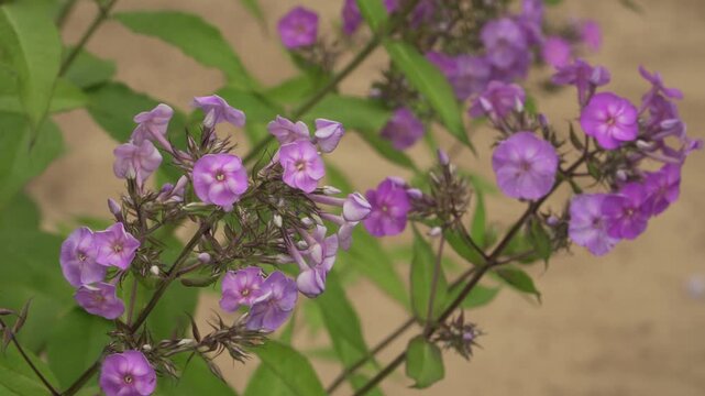 Fall phlox (Phlox paniculata) features vibrant purple-pink flower clusters and green leaves in daylight. Suitable for botanical, floral, and garden projects.