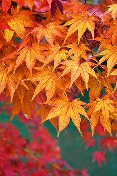 京都　永観堂（禅林寺）　秋の美しいもみじの紅葉（日本京都市左京区）　Beautiful autumn maple foliage at Eikando (Zenrin-ji Temple) in Kyoto (Sakyo Ward, Kyoto City, Japan)
