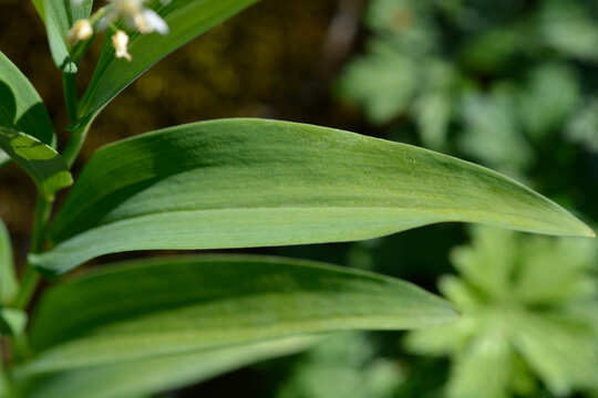 A close-up view highlights the green parallel veins on a lance-shaped leaf of a starry false lily of the valley plant in sunlight - latin name - Maianthemum stellatum