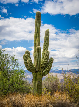 The Rincon Mountain District of Saguaro National Park outside Tucson in southwestern Arizona USA