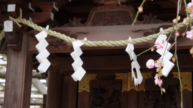 神社のしめ縄と美しく咲く春の梅の花（亀戸天神社）