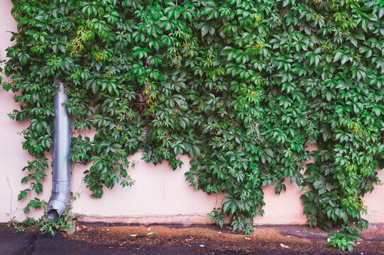 Green ivy covers rustic facade and creates natural texture