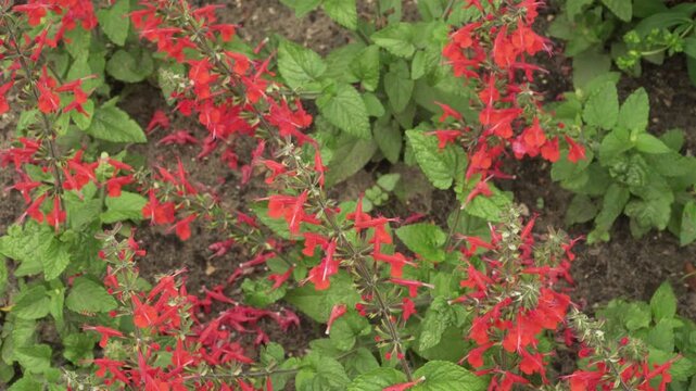Blood sage (Salvia coccinea) shows bright red flower spikes and green leaves in a static high-angle view with shallow depth of field. Ideal for botanical and garden projects.