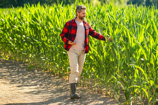 Crop harvest. Farmer agronomist man with tablet in cornfield. Technology of modern agriculture. Farmer man working on field with tablet. Hispanic farmer with tablet check harvest. Farmer in field
