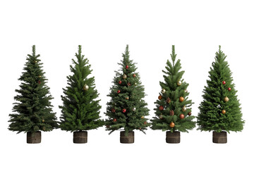 Obraz premium Row of decorated potted Christmas trees