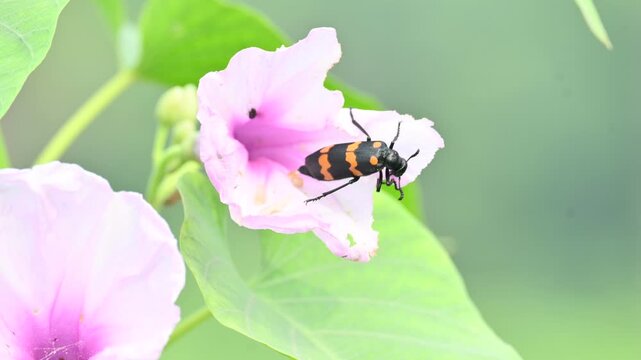Hycleus polymorphus eating Ipomoea carnea flower. It &nbsp;is a species of&nbsp;Blister Beetles&nbsp;belonging to the family&nbsp;Meloidae&nbsp;subfamily&nbsp;Meloinae. They eat all types of flowers.