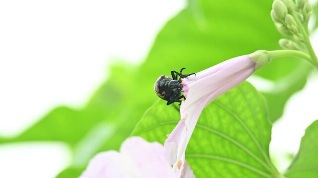Hycleus polymorphus eating Ipomoea carnea flower. It &nbsp;is a species of&nbsp;Blister Beetles&nbsp;belonging to the family&nbsp;Meloidae&nbsp;subfamily&nbsp;Meloinae. They eat all types of flowers.