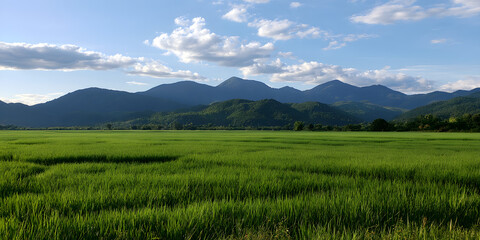 Obraz premium Green rice paddies set against the backdrop of distant mountains