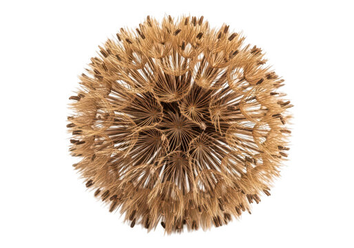Dried dandelion seed head isolated on transparent background