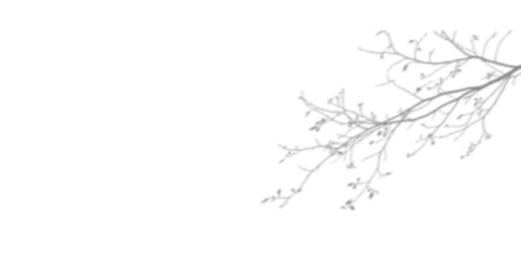 Obraz premium Tree branch shadow overlay. Natural leaf silhouette for aesthetic design projects.