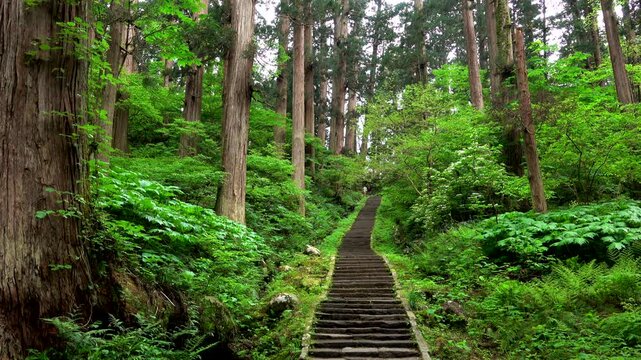 羽黒山の参道と杉並木