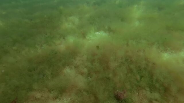 Dense carpet of fluffy filamentous algae Cladophora (Graceful Green Hair) submersed in shallow sea water under warm sunbeams, creating natural background with soft light flare, Camera moves forward
