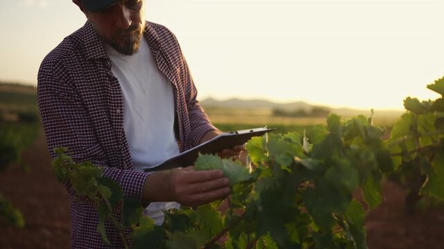 Agricultural specialist inspecting crop development while reviewing production records before the harvest season. Harvest planning, sustainable agriculture, productivity and farm management concept.