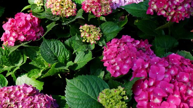 Close up of vibrant pink hydrangea flowers blooming in garden with green leaves. Beautiful tropical floral, botanical garden, romance, and spring summer video footage.