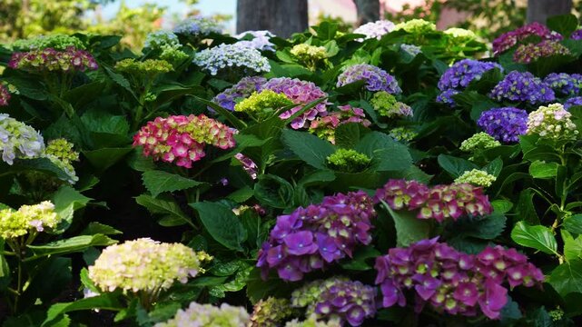 Colorful hydrangea flowers blooming in vibrant garden with green leaves. Beautiful tropical flora, nature landscape, flower garden, and spring summer video footage.