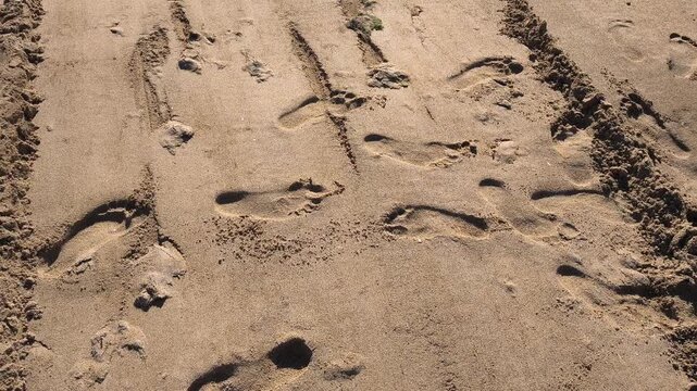 Top-down perspectives of human bare feet standing on wet sand and multiple footprints and vehicle tire tracks imprinted on a sunny beach. Holiday walking and presence concept in nature.