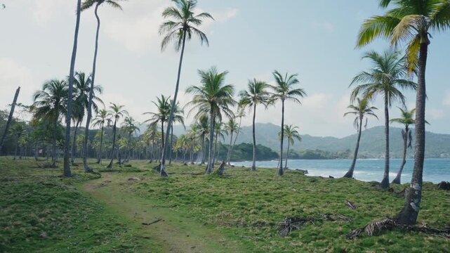 Tropical coconut palm trees by the sea under the tropical sun Caribbean landscape in capurgana Colombia
