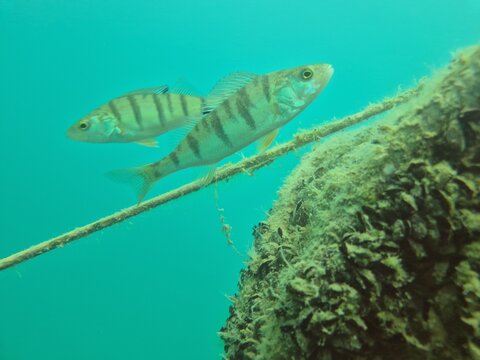 European Perch fish Close up underwater, natural enviroment