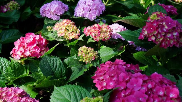 Camera panning over vibrant pink and purple hydrangea flowers blooming in garden. Beautiful tropical floral, nature landscape, botanical garden, and spring summer video footage.