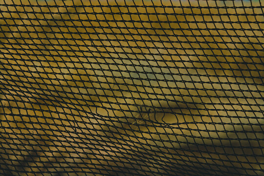Close-up view of a black mesh net pattern with a blurred golden background.