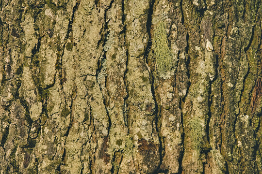 Close-up texture of rough pine tree bark with natural moss and lichen growth.