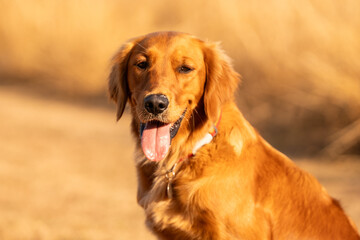 Obraz premium Golden retriever in a summer field