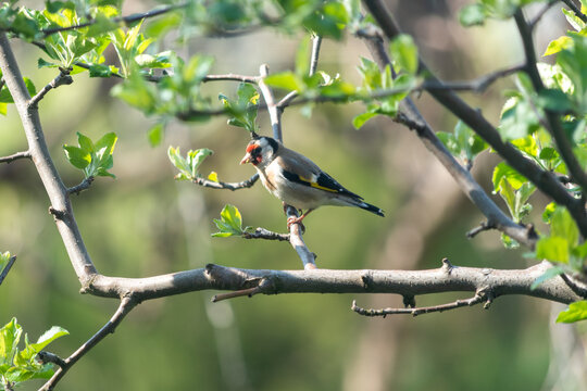European Goldfinch Perched on Apple Tree Branch in Spring Sunlight
