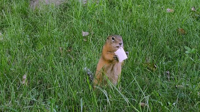 A gopher takes a treat from a man in a green clearing. Human interaction with wild animals in a natural environment.
