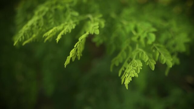 Fresh green leaves of a Moringa tree bathed in sunlight