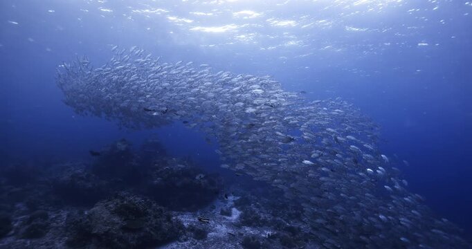 A large school of jack fish swims above a tropical coral reef in clear blue water. The footage captures marine biodiversity, fish behavior, and underwater ocean scenery.
