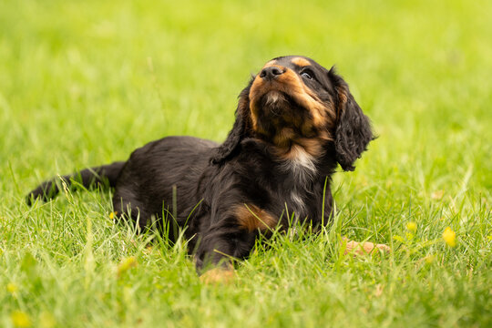 Working Cocker Spaniel puppies