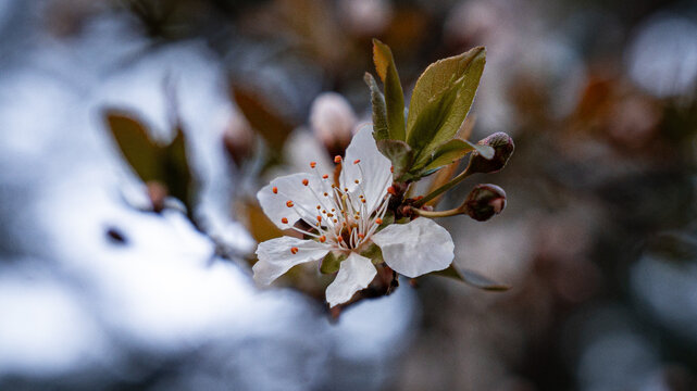 spring view - white cherry tree blossom