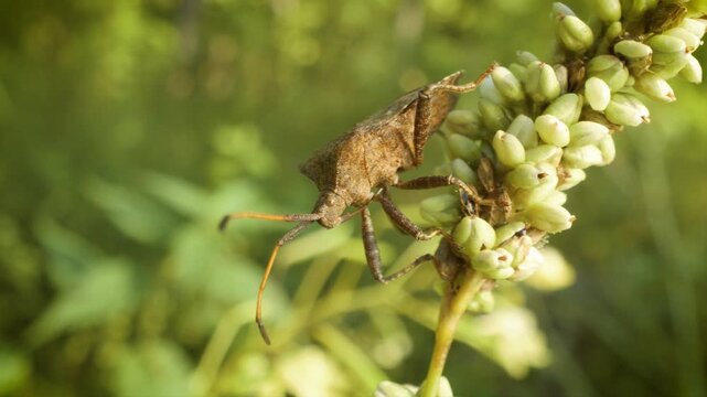close up of crawling dock bug (coreus marginatus)