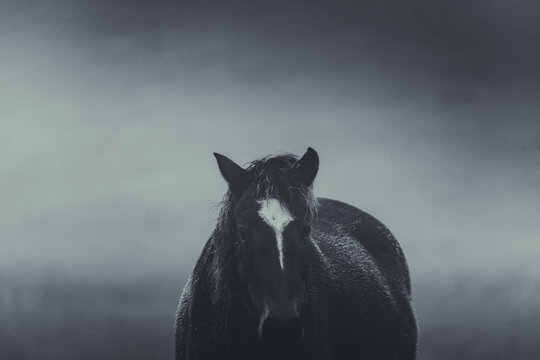 Caballo en el frio