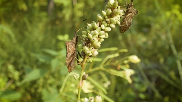 close up of crawling dock bug (coreus marginatus) in its natural habitat