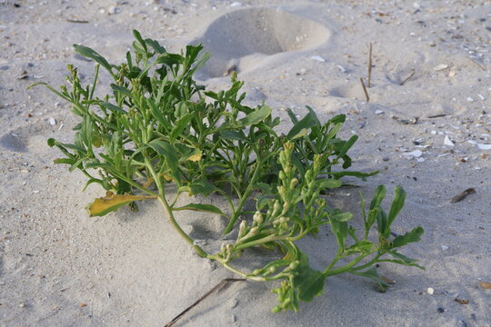 An exotic looking American Sea Rocket plant growing in the white sands of Cape May New Jersey.