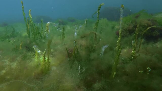 Сamera moves forward through vertically standing hollow weed tubes filled with air bubbles rising from shaggy vivid green, brown, and red algae blanket under bright sunshine and glistening glare.