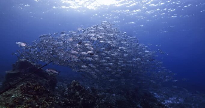 A large school of jack fish swims above a tropical coral reef in clear blue water. The footage captures marine biodiversity, fish behavior, and underwater ocean scenery.