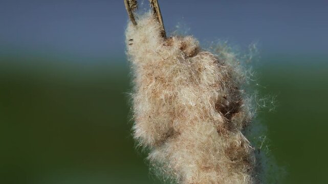 Close-up of flowering cattail swaying in the wind as fluffy seeds disperse naturally. Detailed Typha plant in wetland habitat, ideal for ecology, botany, wetlands and nature concepts. Bulrush.