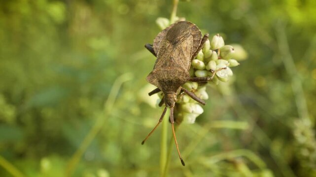 crawling dock bug (coreus marginatus)	
