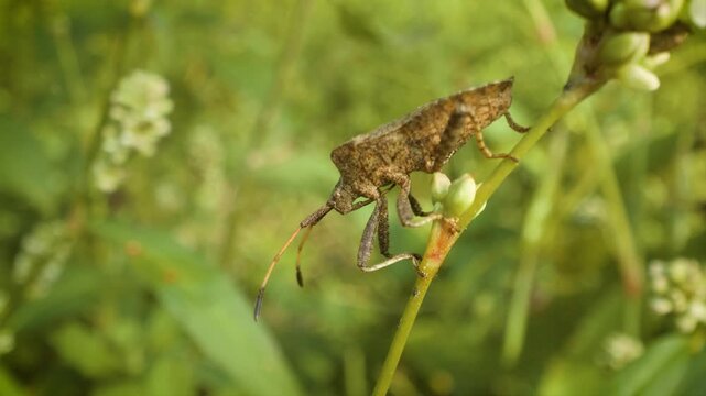 close up of dock bug (coreus marginatus) in its natural environment